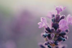 Close-up of delicate lavender blossoms in bloom at Teatrick Lavender Estate, South Australia's Limestone Coast.