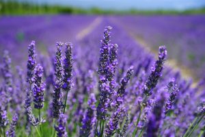 Vibrant lavender flowers blooming across a scenic lavender field at Teatrick Lavender Estate in South Australia's Limestone Coast.