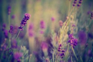 Delicate purple lavender flowers blooming in a soft-focus garden setting at Teatrick Lavender Estate, South Australia's Limestone Coast.