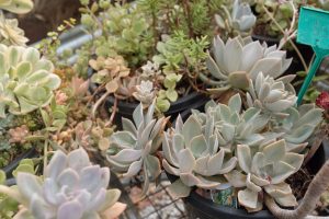 Assorted succulent plants growing in pots at Teatrick Lavender Estate nursery in South Australia's Limestone Coast.