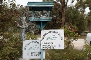 Entrance signage for Teatrick Lavender Estate directing visitors to the lavender nursery and lavender products in South Australia's Limestone Coast.