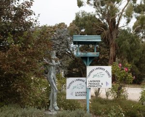 Teatrick Lavender Estate entrance featuring lavender nursery and lavender products signage surrounded by established gardens in South Australia's Limestone Coast.
