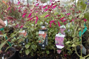 Potted salvia plants with vibrant pink flowers available at Teatrick Lavender Estate nursery in South Australia.