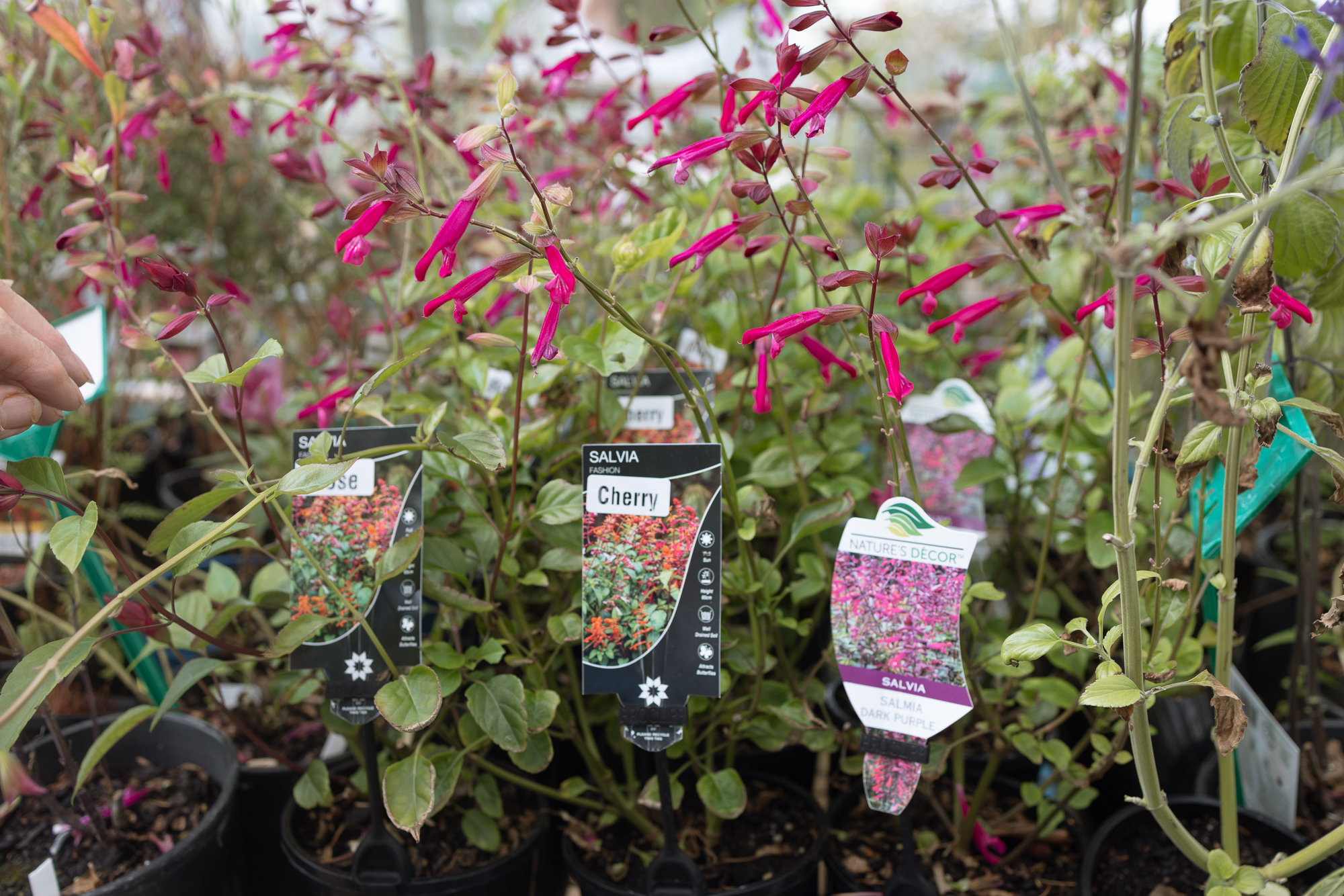 Potted salvia plants with vibrant pink flowers available at Teatrick Lavender Estate nursery in South Australia.