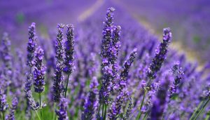 Blooming lavender flowers in a vibrant purple field at Teatrick Lavender Estate, South Australia's Limestone Coast.