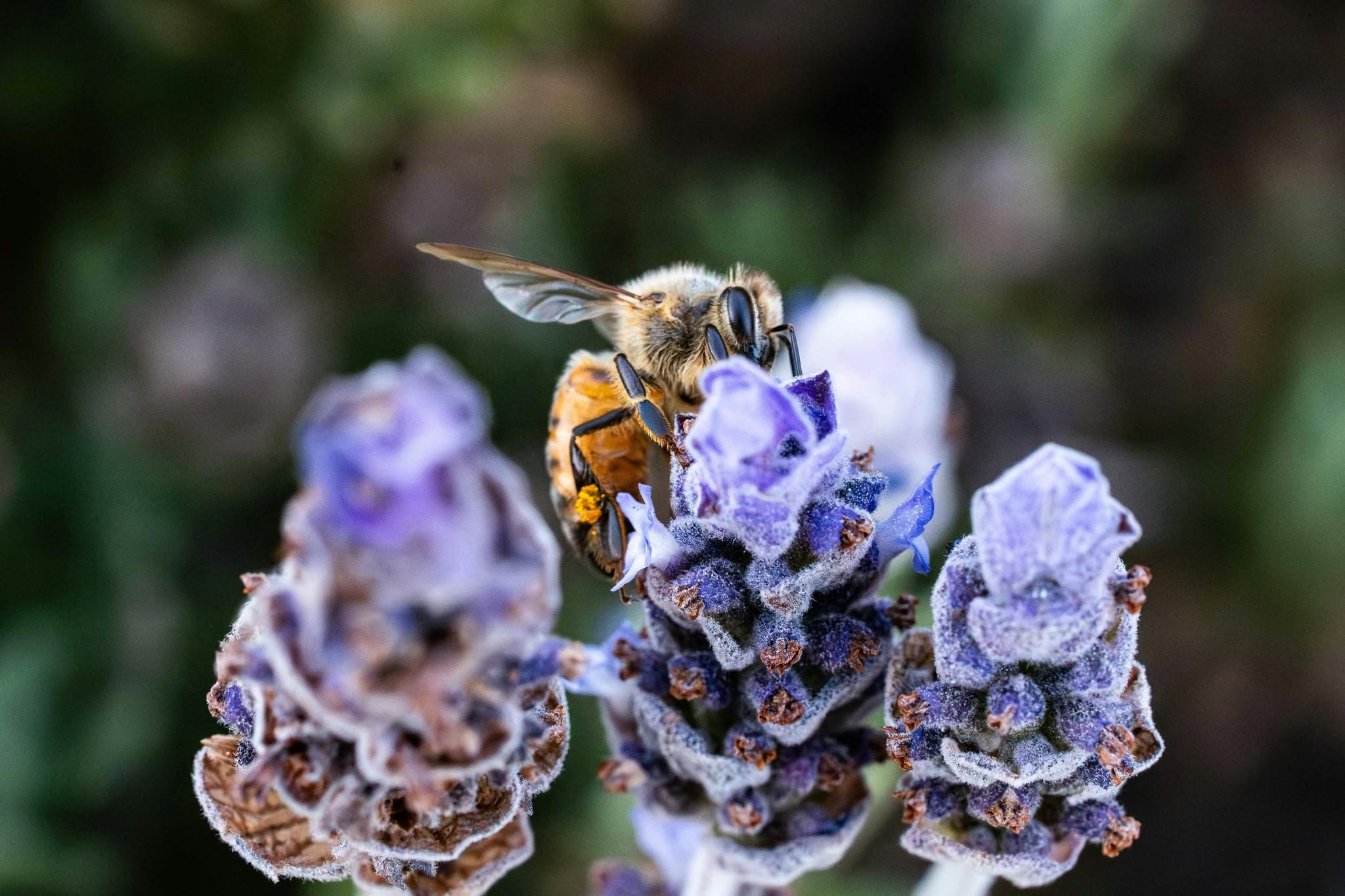 bees